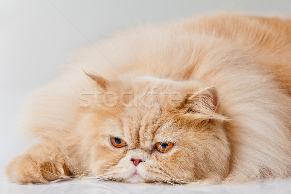 Gatto persiano isolato bianco ritratto cat arancione Foto d'archivio © EwaStudio