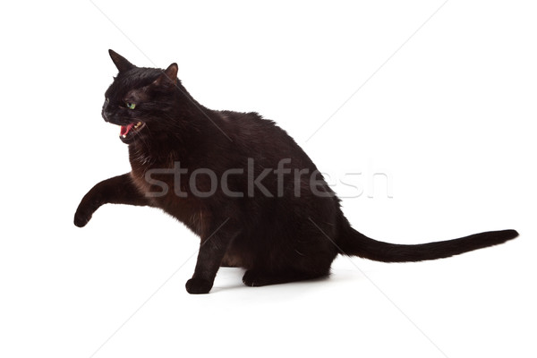 Black cat isolated on white background Stock photo © EwaStudio