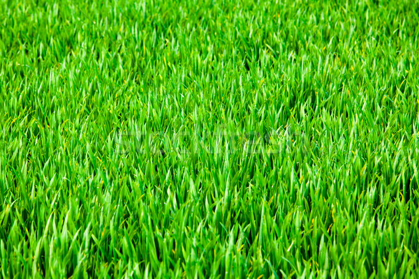 Grass background  Stock photo © EwaStudio