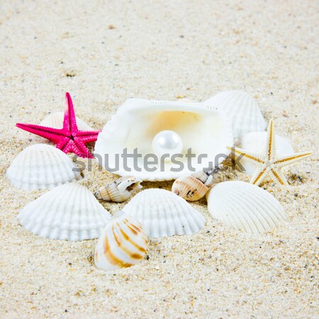 Egzotyczny morza powłoki skarb tle piękna Zdjęcia stock © EwaStudio