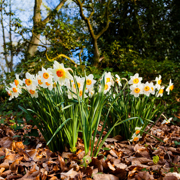 Fleurs fleur herbe nature jardin beauté [[stock_photo]] © EwaStudio