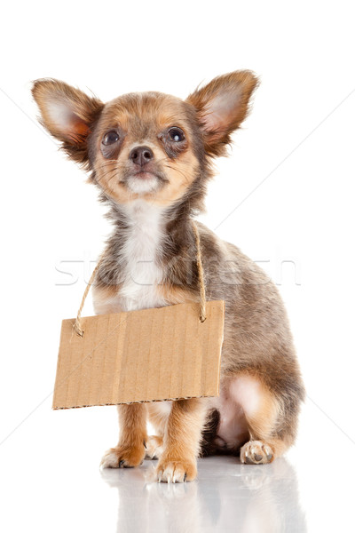 Chihuahua puppie  with empty cardboard.  Dog holding a homeless Stock photo © EwaStudio