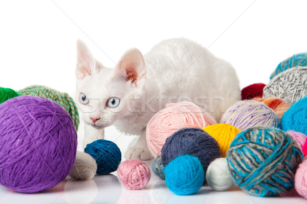 貓 白 小貓 背景 樂趣 商業照片 © EwaStudio
