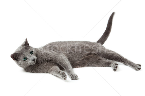 Orosz kék macska fehér szemek háttér Stock fotó © EwaStudio