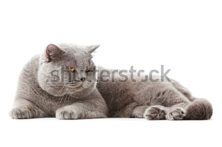 Britisch Kurzhaar Katze weiß isoliert Natur Stock foto © EwaStudio