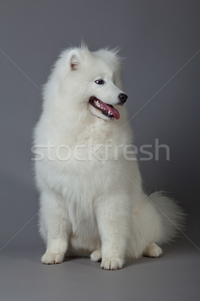 Perro belleza animales blanco animales hermosa Foto stock © EwaStudio