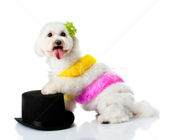 Stockfoto: Aanbiddelijk · hond · witte · haren · verf · schilder