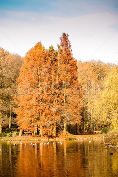 Colorato autunno panorama bella foresta cielo Foto d'archivio © EwaStudio