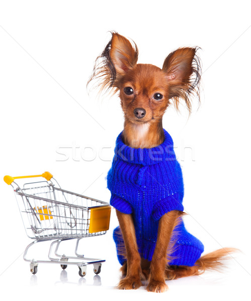 Toy Terrier with shopping cart isolated on white. Funny little d Stock photo © EwaStudio