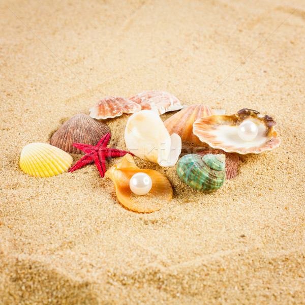 pearl on the seashell . The exotic sea shell . Treasure from the Stock photo © EwaStudio