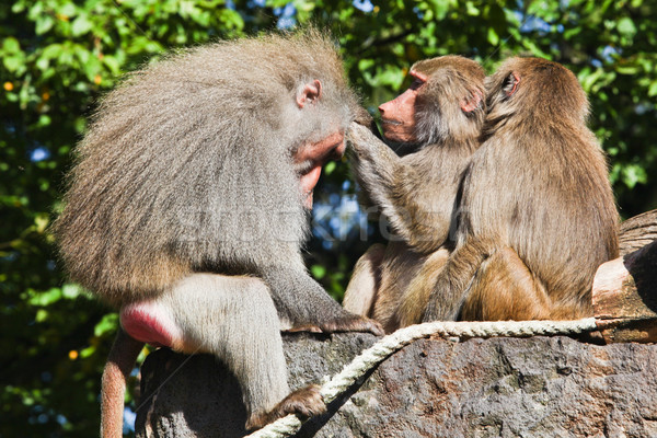 monkey family.  Stock photo © EwaStudio