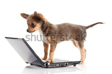 Stockfoto: Portret · cute · hond · laptop · witte · computer