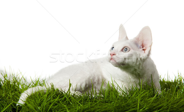 Pisică iarbă alb grădină câmp relaxa Imagine de stoc © EwaStudio