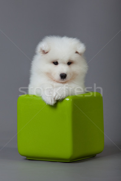 Hond schoonheid dieren dier mooie vriend Stockfoto © EwaStudio