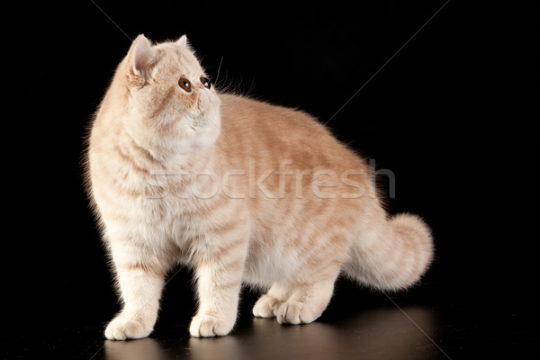 Exotic Shorthair Cat Exotic Domestic Cat On Black Background