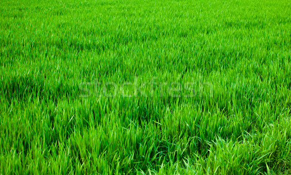 Grass background  Stock photo © EwaStudio