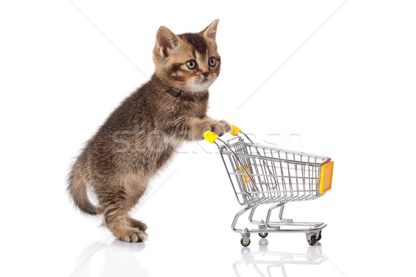 british cat with shopping cart isolated on white. kitten osolate Stock photo © EwaStudio