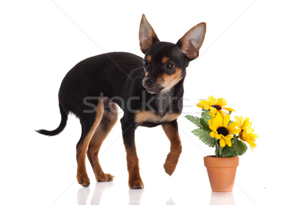 Cão flores branco bebê feliz retrato Foto stock © EwaStudio