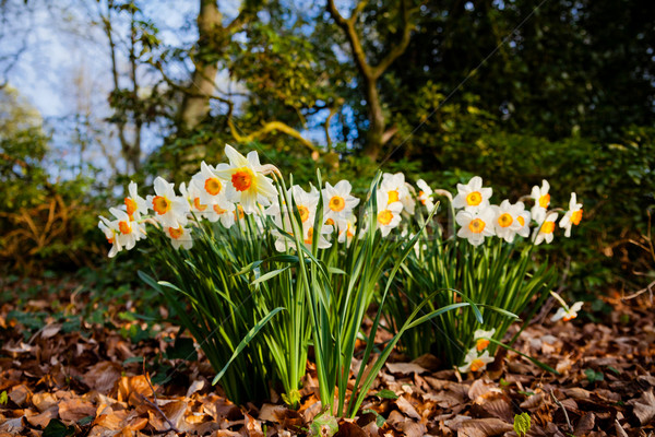 Fleurs fleur herbe nature jardin beauté [[stock_photo]] © EwaStudio