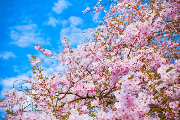 Sakura çiçekler güzel pembe kiraz çiçeği Stok fotoğraf © EwaStudio