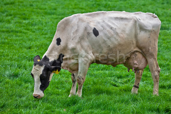 cows on meadow Stock photo © EwaStudio