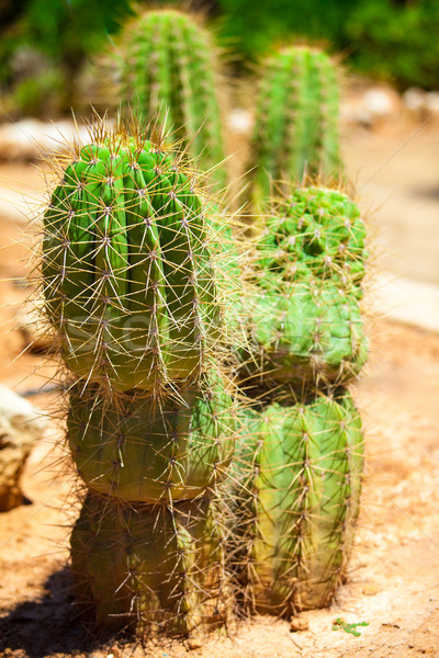 Cactus foglia giardino terra sabbia colore Foto d'archivio © EwaStudio