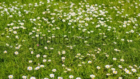 Foto d'archivio: Campo · erba · verde · natura · primavera · panorama · giardino