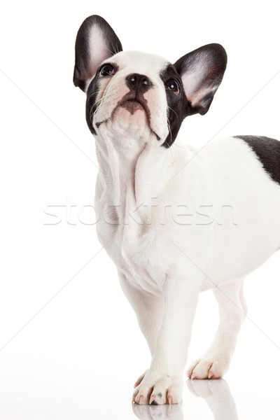 French bulldog puppy.  Stock photo © EwaStudio