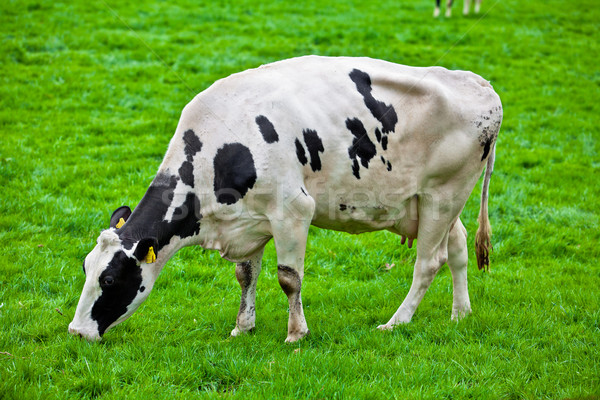 cows on meadow Stock photo © EwaStudio