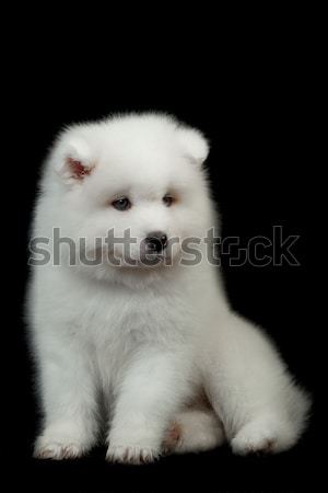 Chien noir fond peau sombre animaux [[stock_photo]] © EwaStudio