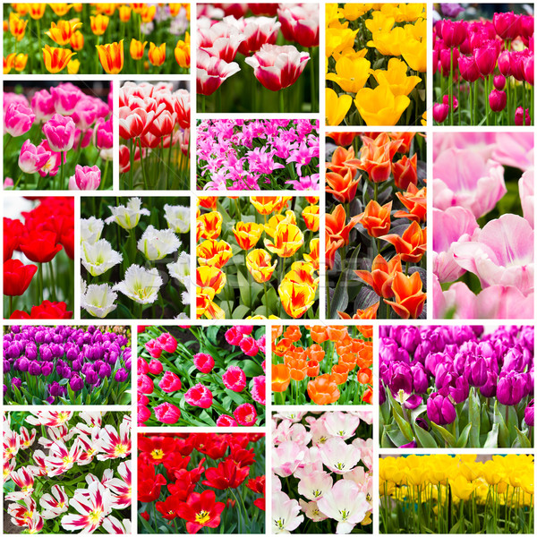 Tulpen collage lentebloemen natuur zomer groene Stockfoto © EwaStudio