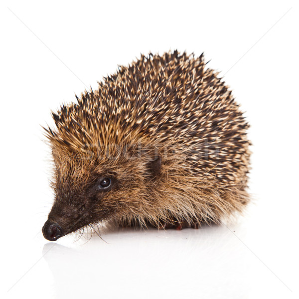 Igel isoliert Baby Natur Raum weiß Stock foto © EwaStudio