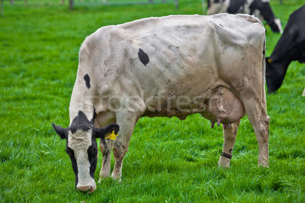 cows on meadow Stock photo © EwaStudio