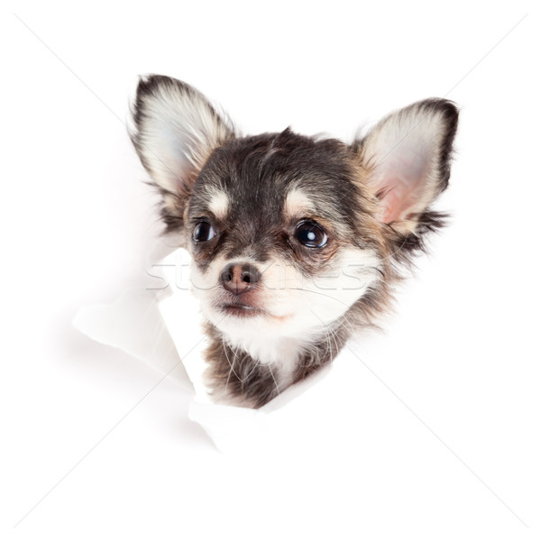 chihuahua puppy  in paper  Stock photo © EwaStudio