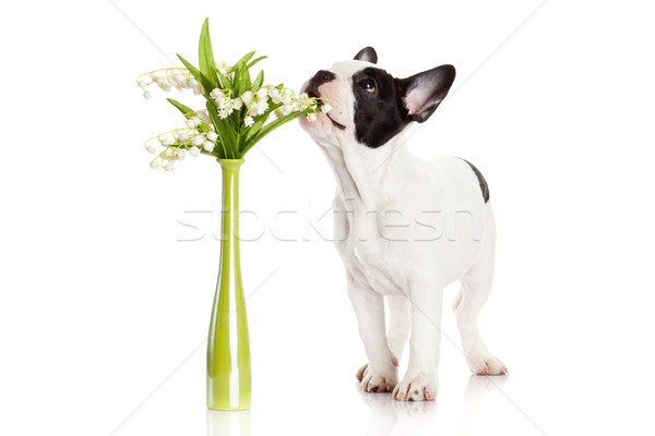 French bulldog  portrait on a white background.  Stock photo © EwaStudio