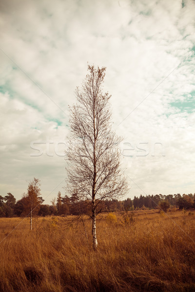 Paisaje otono forestales primavera viaje hojas Foto stock © EwaStudio