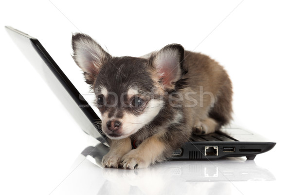 Stok fotoğraf: Portre · sevimli · köpek · dizüstü · bilgisayar · beyaz · bilgisayar
