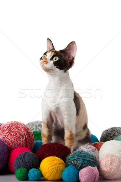 Chat blanche chaton fond amusement [[stock_photo]] © EwaStudio