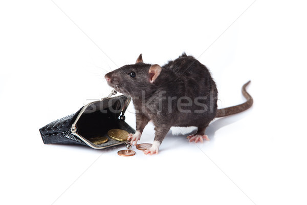a rat with a purse Stock photo © EwaStudio