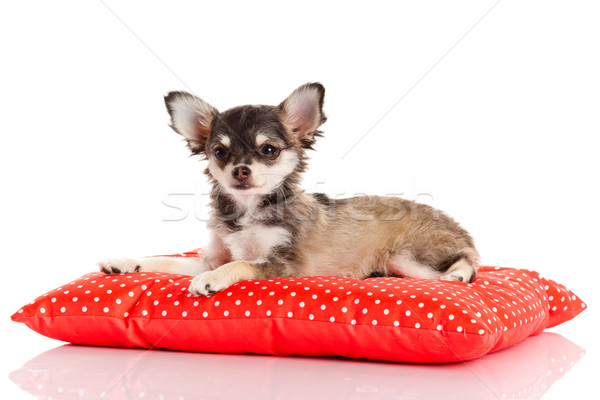 Stock photo: Chihuahua dog on red  pillow isolated on white background. portr