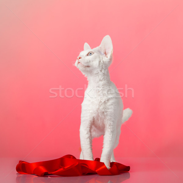 Fioletowy wzrosła portret czerwony zwierząt biały Zdjęcia stock © EwaStudio