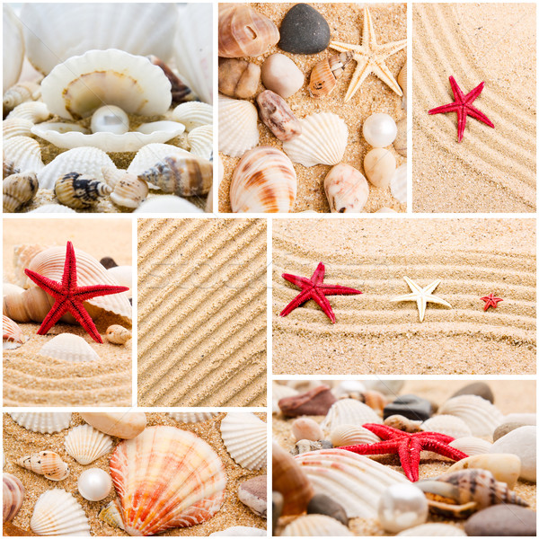 Collage of summer seashells. collection of seashells. pearl on t Stock photo © EwaStudio
