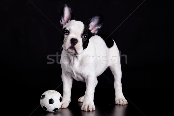 Foto stock: Francês · buldogue · cachorro · bola · preto · feliz