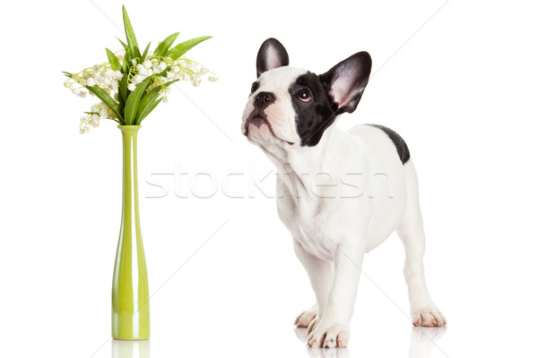 French bulldog  portrait on a white background.  Stock photo © EwaStudio