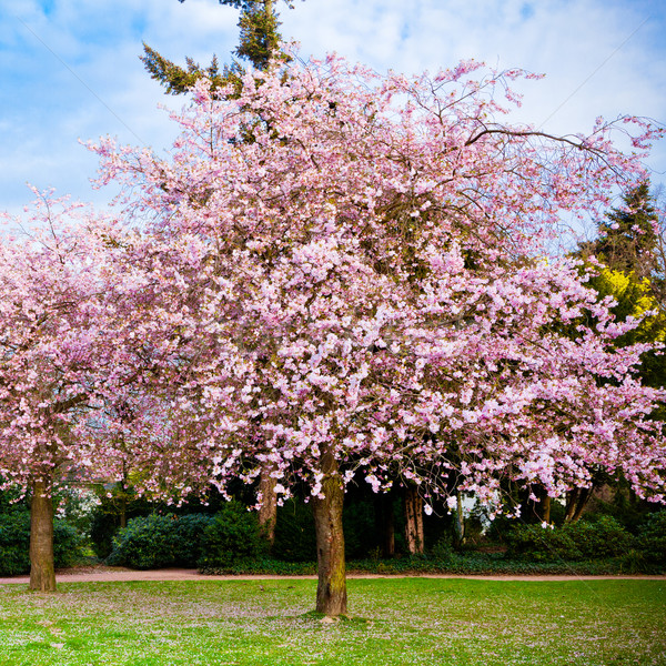 [[stock_photo]]: Sakura · fleurs · floraison · belle · rose · cerisiers · en · fleurs