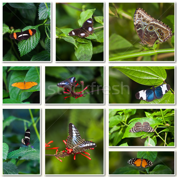 Butterfly Collage. Collection of colored butterflies Stock photo © EwaStudio