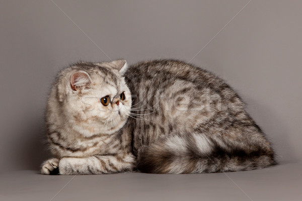 Esotiche shorthair cat gatto persiano grigio occhi Foto d'archivio © EwaStudio