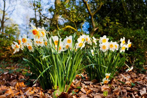 Fleurs fleur herbe nature jardin beauté [[stock_photo]] © EwaStudio