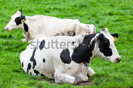 cow on meadow Stock photo © EwaStudio