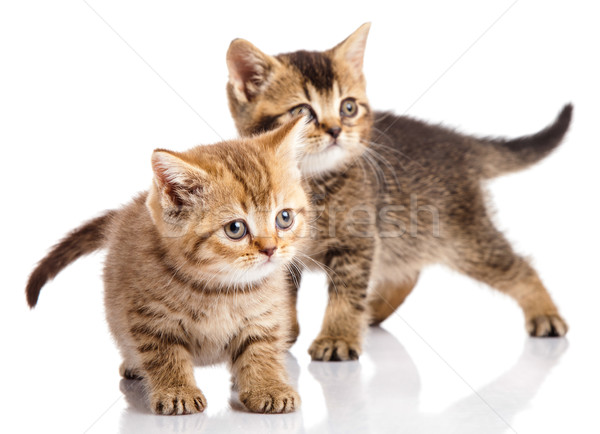 Dois gatinho branco fundo engraçado jovem Foto stock © EwaStudio